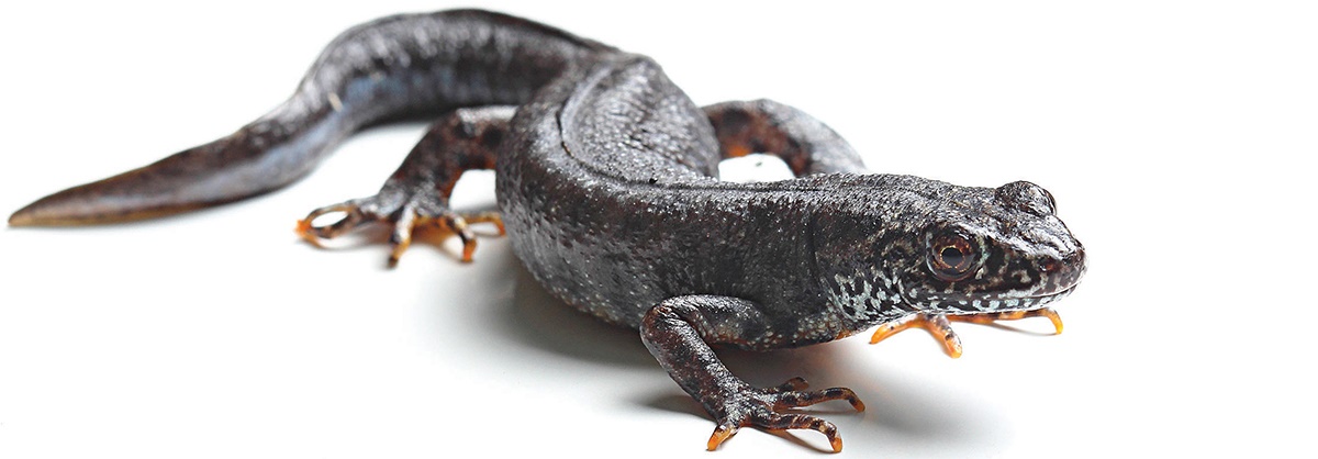 Thats newts to me Thats newts to me